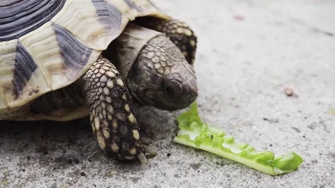 Tortoise Eating Lettuce Video stock 79150604