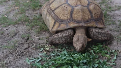 Tortoise Eating Lettuce Stock Footage 107889985