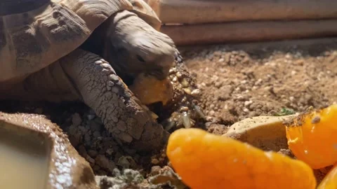 Tortoise eating orange segment Stock Footage 237859408