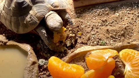 Tortoise eating orange segment Stock Footage 237859419