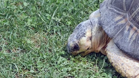 Tortoise Eating in Slow Motion Stock Footage 84285781