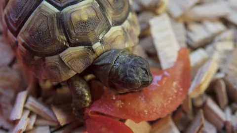 Tortoise Eating Tomato in Enclosure Stock-Footage 78916272