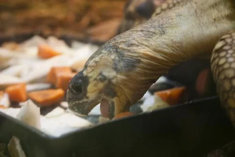 Tortoise eating vegetables in a container. Selective focus. Stock Photos