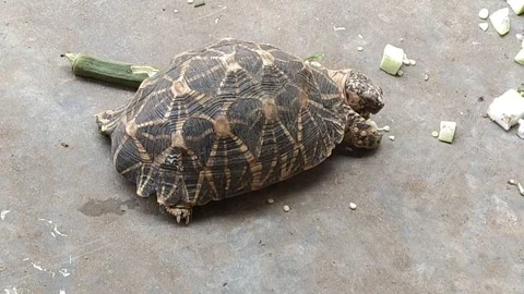 Tortoise is eating vegitables - 4k video-HD video 库存影片 314484899