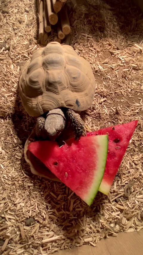 Tortoise eating watermelon Stock Footage 304584224