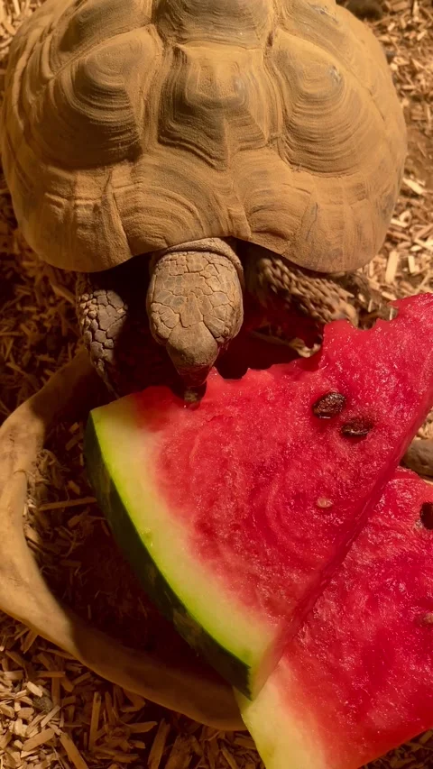 Tortoise eating watermelon Stock Footage 304584225