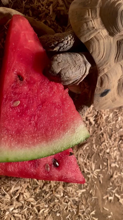 Tortoise eating watermelon Stock Footage 304584227