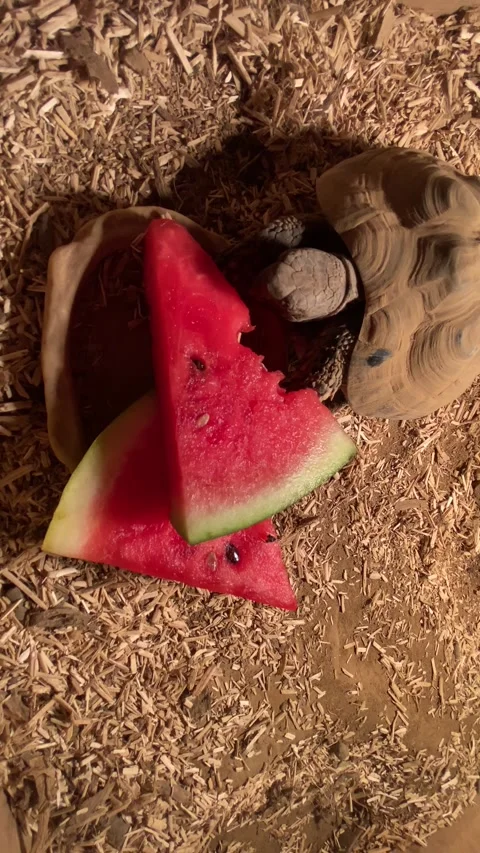 Tortoise eating watermelon Stock Footage 304584230