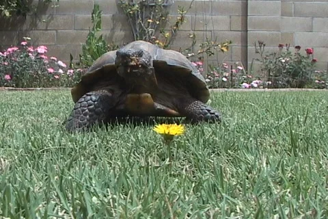 Tortoise Eats Flower - 29 sec NTSC Stock Footage 114622