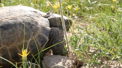 The tortoise eats Stock Footage 37313288