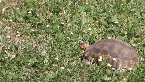 Tortoise eats Stock Footage 339890912