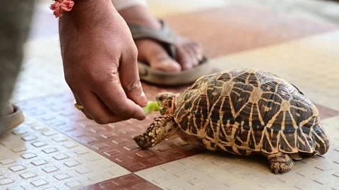 Tortoise Eats Green Cucumber. Tortoise Vegetarian. Domestic Pet land Tortoise . Stock Footage 233803350