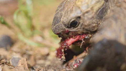 Tortoise eats a red fruit Vidéo 94568308