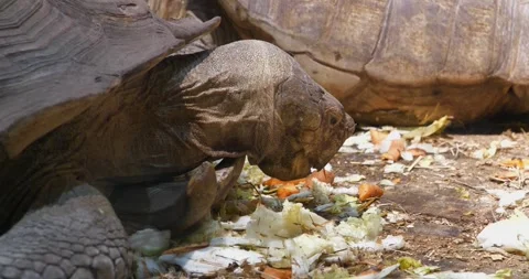 Tortoise eats vegetables, carrots and cabbages Stock Footage 319130631