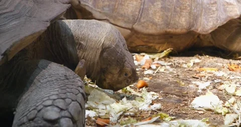 Tortoise eats vegetables at the zoo Stock Footage 318035492