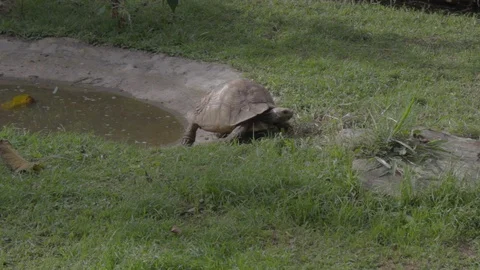 TORTOISE AT ENTEBBE ZOO 1 Stock Footage 100669605
