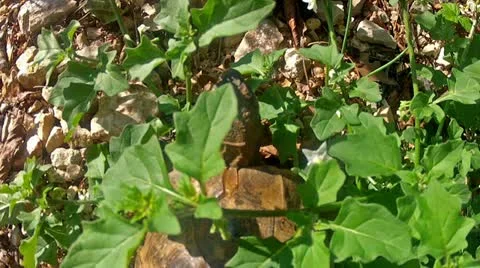 Tortoise explores in nature, from above Stock Footage 22003596