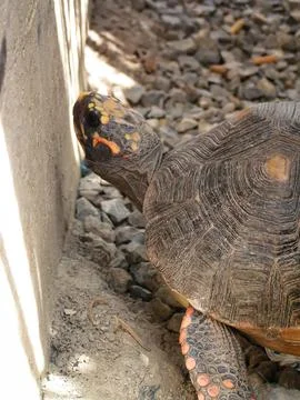 Tortoise exploring its environment in a natural setting in Venezuela's wildli Stock Photos