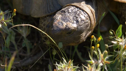 Tortoise extending its head out towards a flower and eating it, close up profile Video stock 129534259