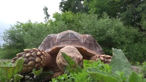 Tortoise extreme close up eating grass Stock Footage 81787873