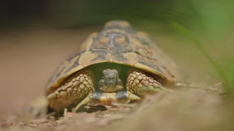 Tortoise Face Close-Up 4k details Stock Footage 279998229