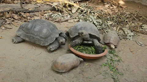 Tortoise Family Stock Footage 34458364