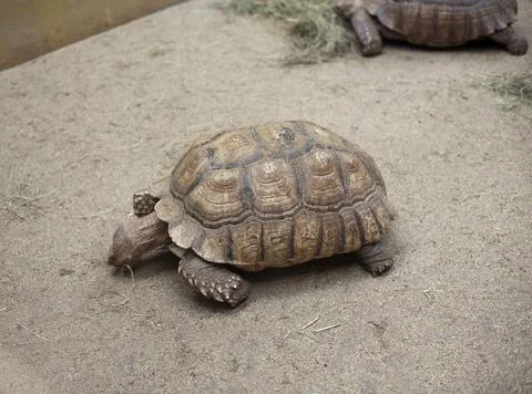 Tortoise feeding in captivity Stock Photos