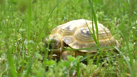 Tortoise Feeding on Grass in Field Stock Footage 107812498
