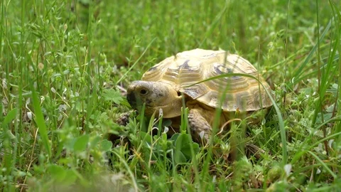 Tortoise Feeding on Grass in Field Stock Footage 107812574