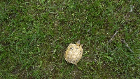 Tortoise Feeding on Grass in Field Stock Footage 107812644