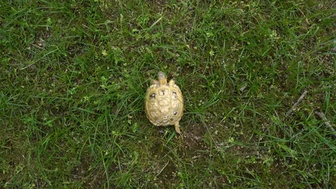 Tortoise Feeding on Grass in Field Stock Footage 107812703