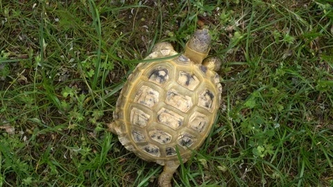 Tortoise Feeding on Grass in Field Stock Footage 107812792