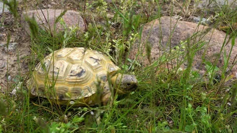 Tortoise Feeding on Grass in Field Stock Footage 107812864