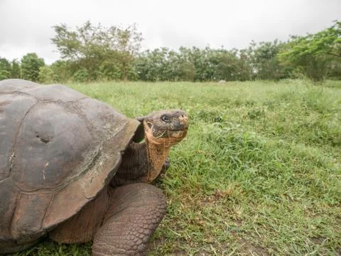 Tortoise in Field Stock Photos