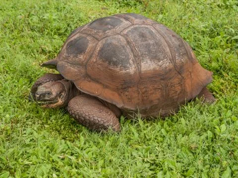 Tortoise in Field Stock Photos