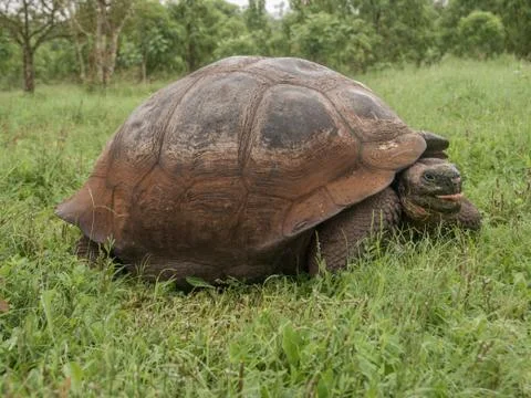 Tortoise in Field Stock Photos