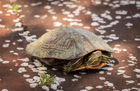 Tortoise With Flower Petals Foto stock