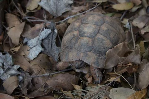Tortoise in the foliage Stock Photos