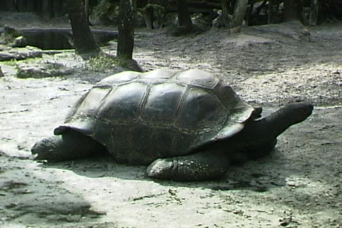 Tortoise Stock-Footage 820764