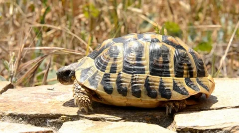 Tortoise Stock Footage 7133216