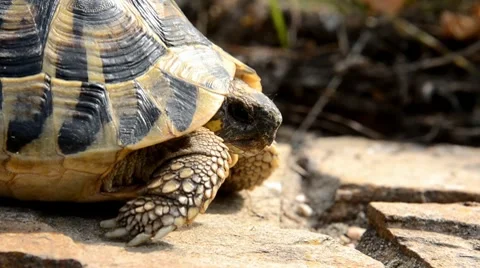 Tortoise Stock Footage 7133223