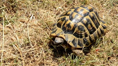 Tortoise Video stock 7133228