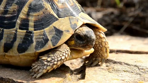 Tortoise Stock Footage 7133229