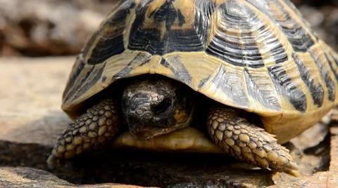 Tortoise Stock Footage 7133242