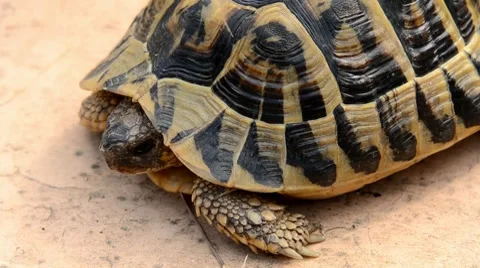 Tortoise Stock Footage 7133244