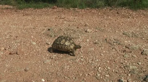 Tortoise Video stock 9171524