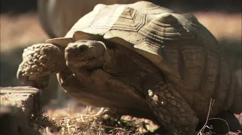 Tortoise Stock Footage 11078792