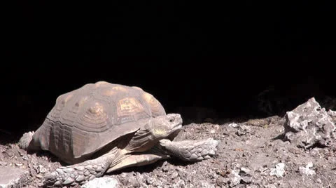 Tortoise Stock Footage 22607323