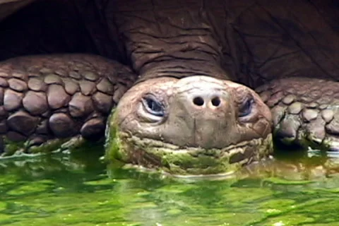 Tortoise Stock Footage 29830228