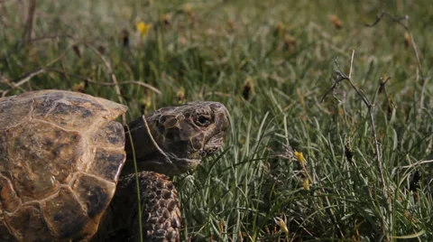 The tortoise 스톡 동영상 37313598